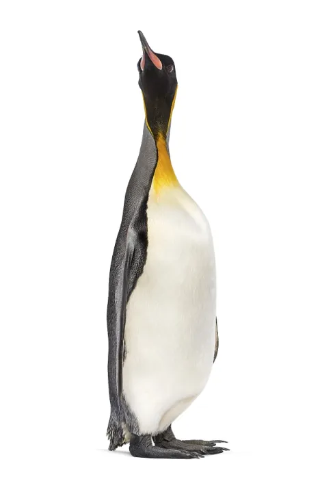 Framed Print : King penguin looking up, isolated on white Framed Print : King penguin looking up, isolated on white