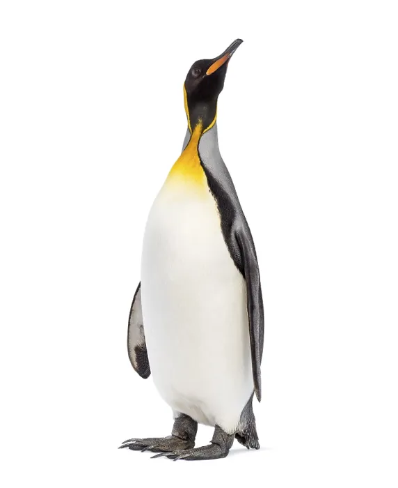 Framed Print : King penguin looking up, isolated on white