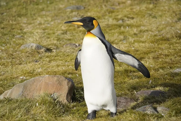 Framed Print : King penguin, St Andrews Bay, South Georgia Framed Print : King penguin, St Andrews Bay, South Georgia