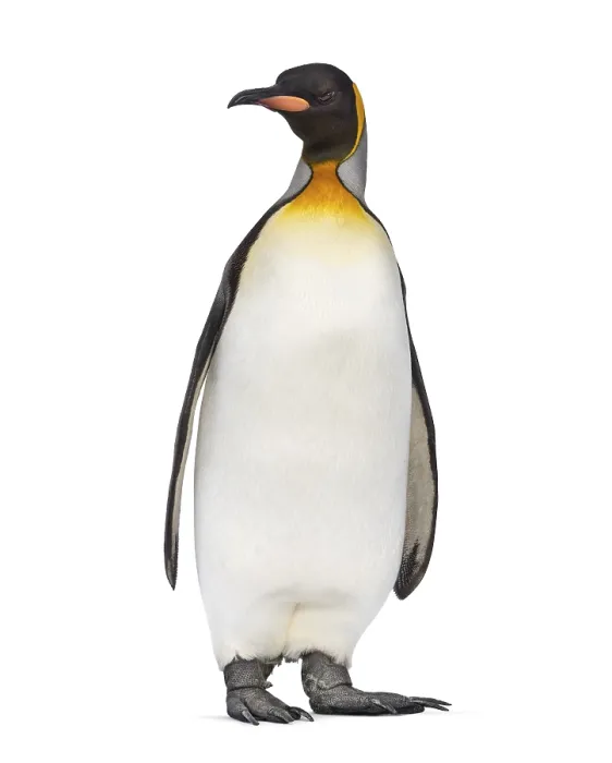 Framed Print : King penguin standing in front of a awhite background