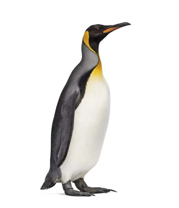 Framed Print : King penguin standing in front of a awhite background Framed Print : King penguin standing in front of a awhite background