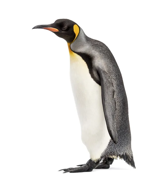 Framed Print : King penguin standing in front of a white background Framed Print : King penguin standing in front of a white background