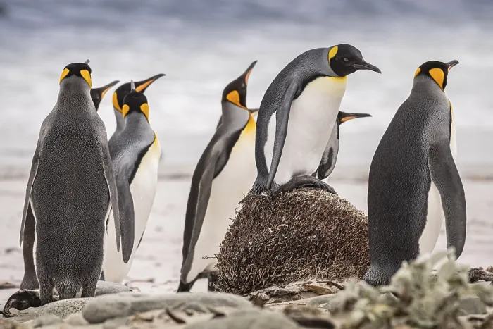 Framed Print : King penguins (Aptenodytes patagonicus)