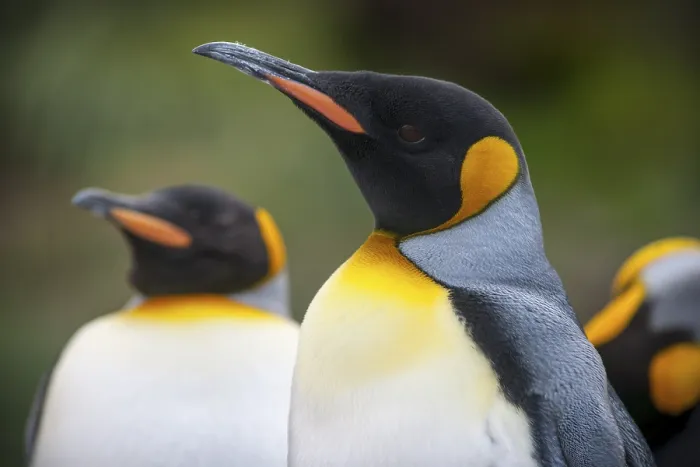 Framed Print : King Penguins (Aptenodytes patagonicus)