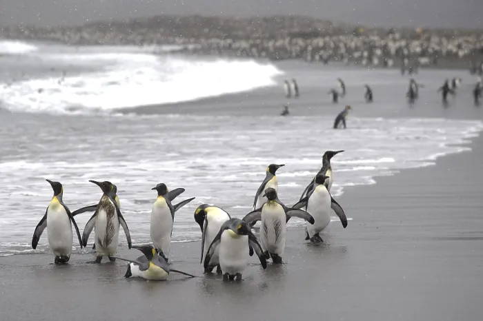 Framed Print : King Penguins (Aptenodytes patagonicus) on a beach