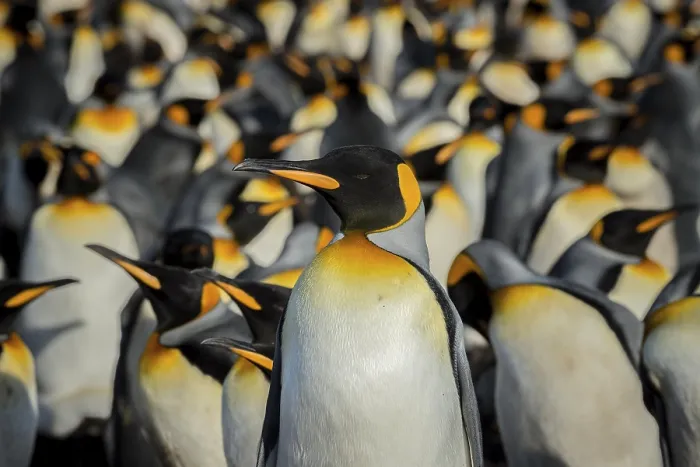 Framed Print : King penguins (Aptenodytes patagonicus) in a colony Framed Print : King penguins (Aptenodytes patagonicus) in a colony