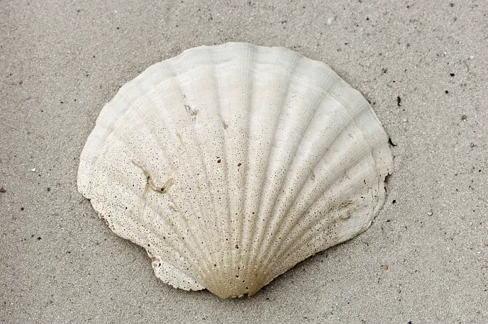 Framed Print : King Scallop shell, Great Scallop (Pecten maximus) Framed Print : King Scallop shell, Great Scallop (Pecten maximus)