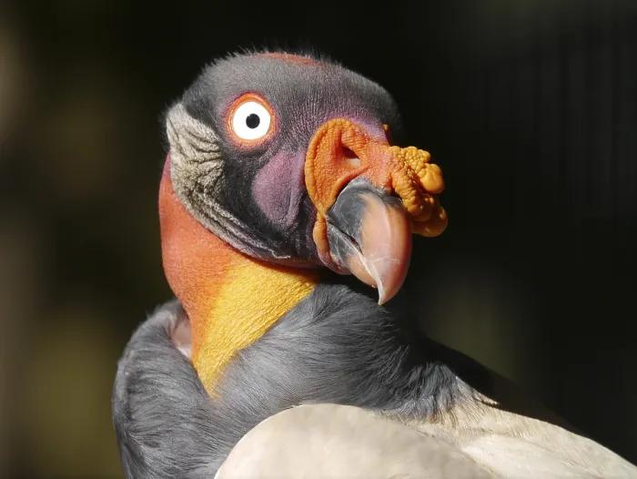 Framed Print : King vulture Framed Print : King vulture
