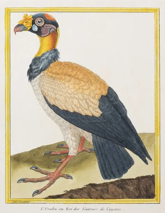 Framed Print : King Vulture (Sarcoramphus papa) Framed Print : King Vulture (Sarcoramphus papa)