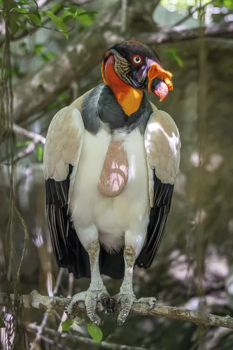 Framed Print : King vulture (Sarcoramphus papa)