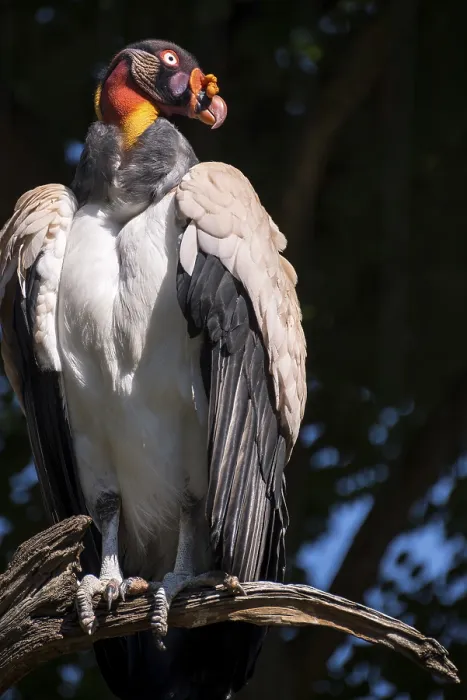 Framed Print : King Vulture (Sarcoramphus papa) Framed Print : King Vulture (Sarcoramphus papa)