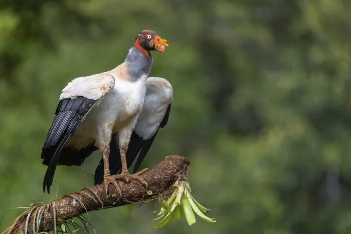 Framed Print : King vulture (Sarcoramphus papa)