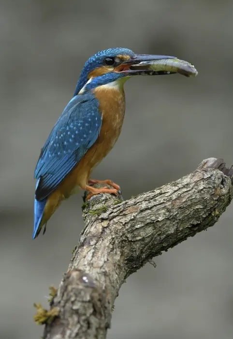 Framed Print : Kingfisher (Alcedo atthis) Framed Print : Kingfisher (Alcedo atthis)