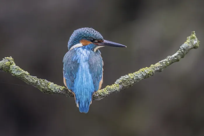 Framed Print : Kingfisher (Alcedo Atthis)