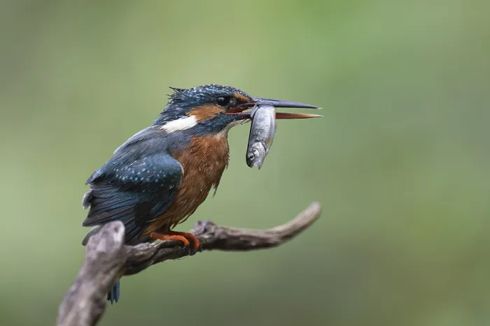 Framed Print : Kingfisher (Alcedo atthis) with brown trout