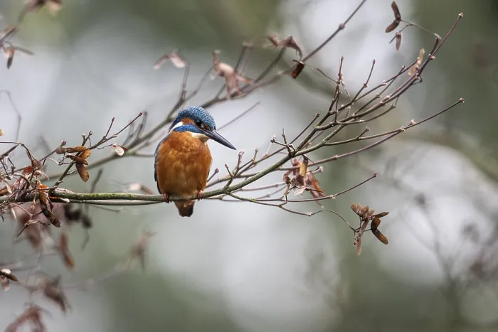 Framed Print : Kingfisher (Alcedo atthis), Emsland