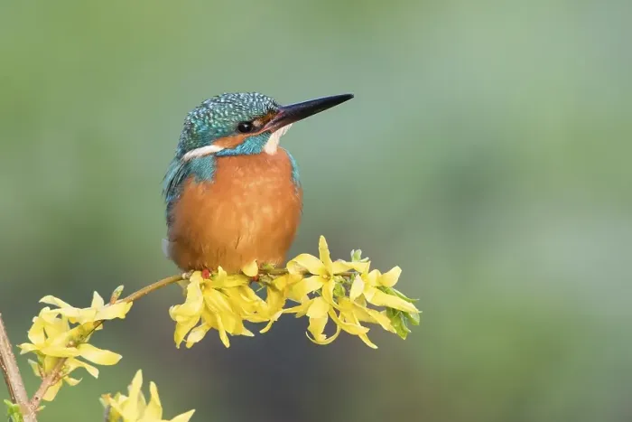 Framed Print : Kingfisher (Alcedo atthis) on forsythia branch