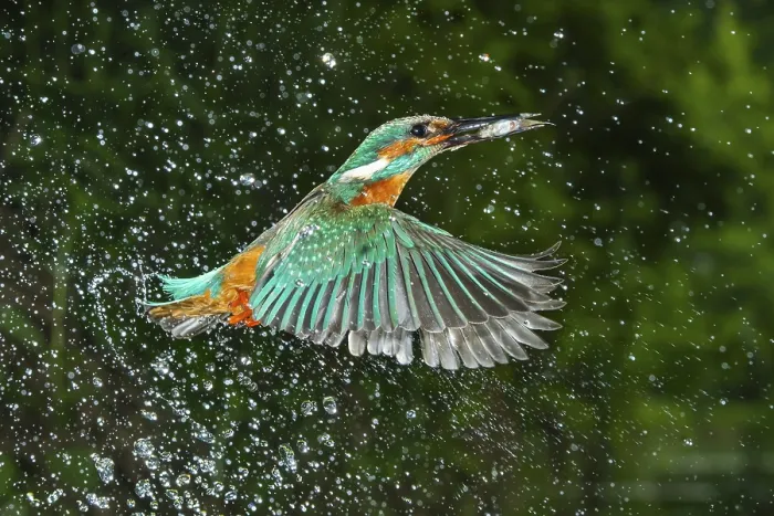 Framed Print : Kingfisher (Alcedo atthis) hunting