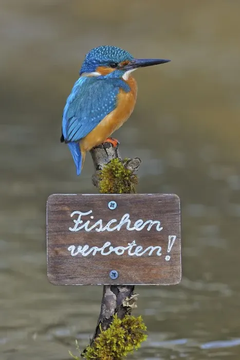 Framed Print : Kingfisher (Alcedo atthis), male