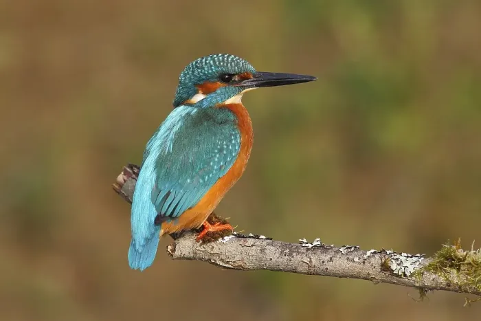 Framed Print : Kingfisher (Alcedo atthis), male perched on a branch Framed Print : Kingfisher (Alcedo atthis), male perched on a branch