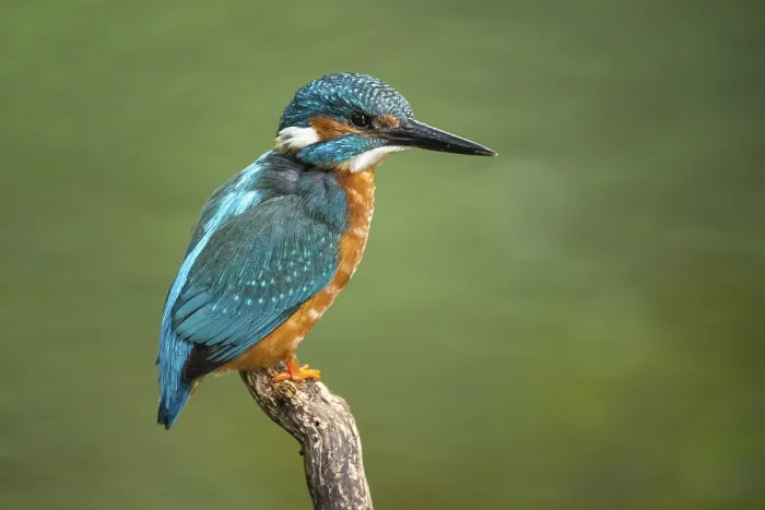 Framed Print : Kingfisher (Alcedo atthis) on a perch