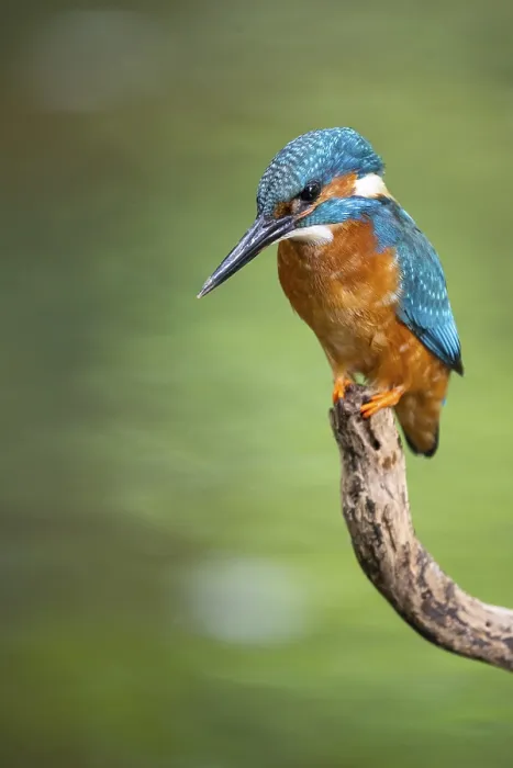 Framed Print : Kingfisher (Alcedo atthis) on a perch