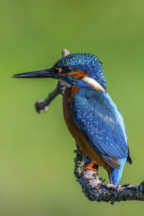 Framed Print : Kingfisher (Alcedo atthis) perched on a branch