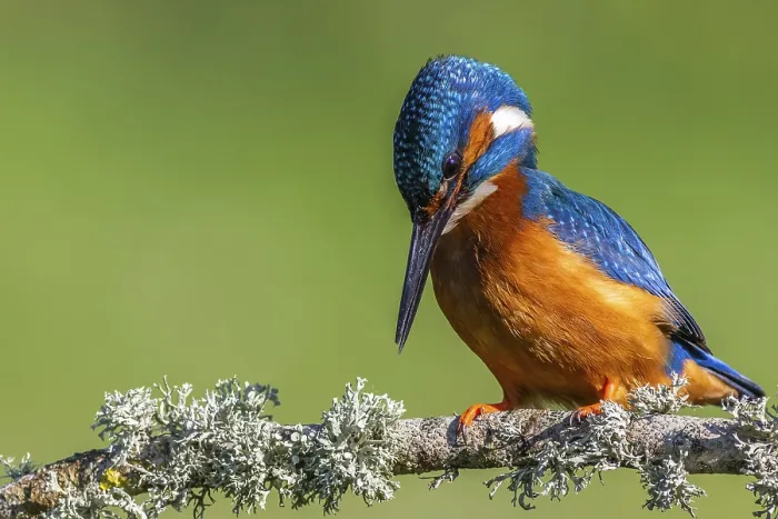 Framed Print : Kingfisher (Alcedo atthis) perched on a branch