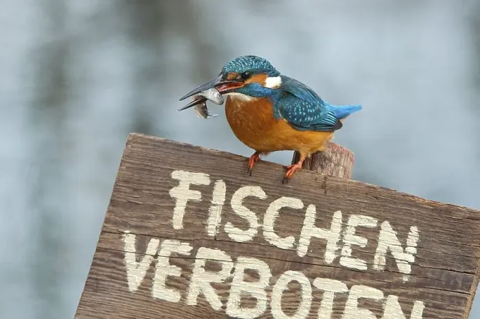 Framed Print : Kingfisher (Alcedo atthis), perched on a German no fishing sign