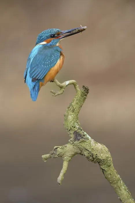 Framed Print : Kingfisher (Alcedo atthis), perched resting male with fish in its beak Framed Print : Kingfisher (Alcedo atthis), perched resting male with fish in its beak