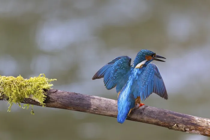 Framed Print : Kingfisher (Alcedo atthis) during plumage care
