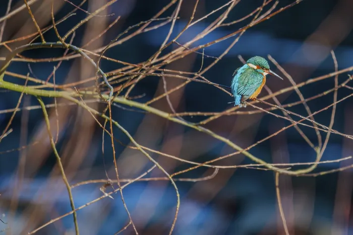 Framed Print : A kingfisher (Alcedo atthis) can be seen perched on a branch in a tree Framed Print : A kingfisher (Alcedo atthis) can be seen perched on a branch in a tree