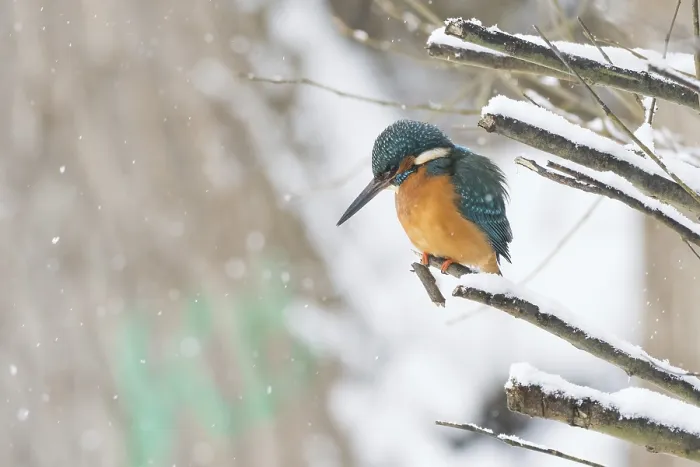 Framed Print : A kingfisher (Alcedo atthis) sits attentively on a snow-covered branch in a quiet winter landscape Framed Print : A kingfisher (Alcedo atthis) sits attentively on a snow-covered branch in a quiet winter landscape