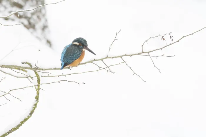 Framed Print : A kingfisher (Alcedo atthis) sitting on a thin branch Framed Print : A kingfisher (Alcedo atthis) sitting on a thin branch