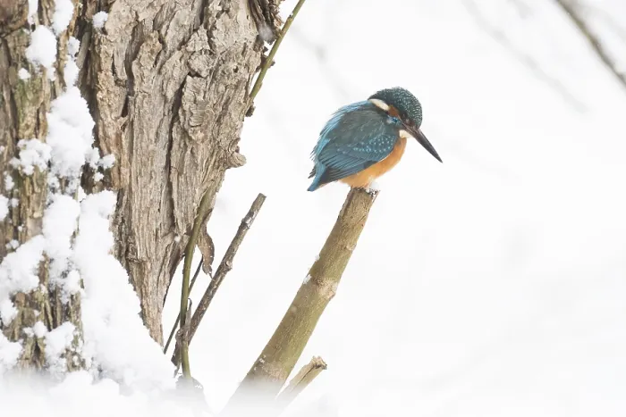 Framed Print : A kingfisher (Alcedo atthis) sitting on a single snow-covered branch Framed Print : A kingfisher (Alcedo atthis) sitting on a single snow-covered branch