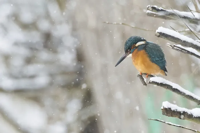 Framed Print : A kingfisher (Alcedo atthis) sitting on a snow-covered branch Framed Print : A kingfisher (Alcedo atthis) sitting on a snow-covered branch