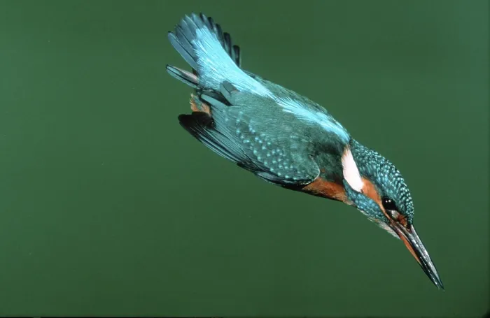 Framed Print : Kingfisher (Alcedo atthis), swooping flight