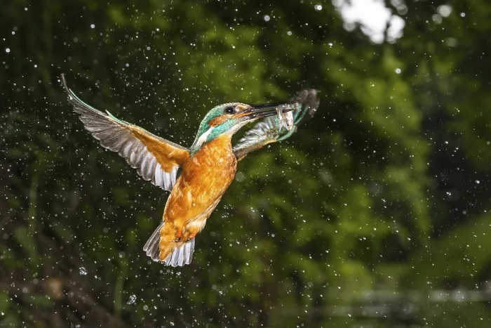 Framed Print : Kingfisher, Alcedo atthis, Vechta Framed Print : Kingfisher, Alcedo atthis, Vechta