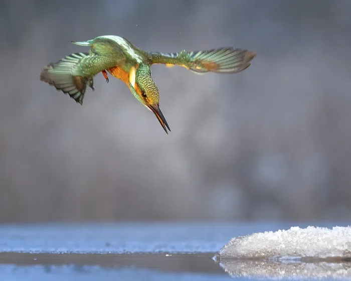 Framed Print : Kingfisher (Alcedo atthis) Winter and frost