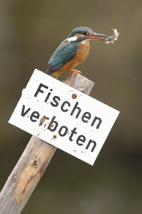 Framed Print : Kingfisher with captured fish on sign Fishing prohibited