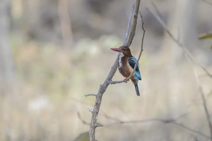 Framed Print : A kingfisher perches on a branch against a softly focused background