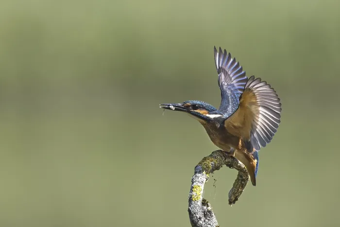 Framed Print : Kingfisher with prey in threatening posture against conspecifics