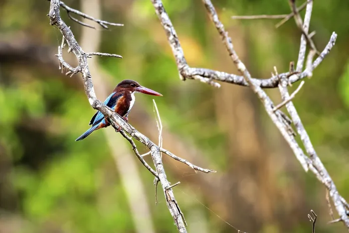 Framed Print : Kingfisher sits on a branch surrounded by green forest Framed Print : Kingfisher sits on a branch surrounded by green forest