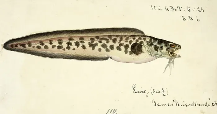 Framed Print : Kingklip, Genypterus capensis, a species of cusk eel, fish, reproduction of an original, by Frank Edward Clarke (b. 1849, d. 1899), ichthyologist and scientific draughtsman Framed Print : Kingklip, Genypterus capensis, a species of cusk eel, fish, reproduction of an original, by Frank Edward Clarke (b. 1849, d. 1899), ichthyologist and scientific draughtsman