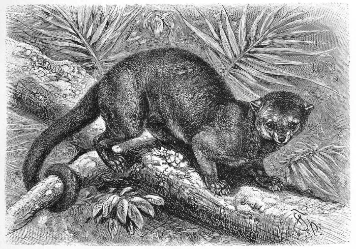 Framed Print : Kinkajou (Potos flavus) (Procyonidae) Framed Print : Kinkajou (Potos flavus) (Procyonidae)
