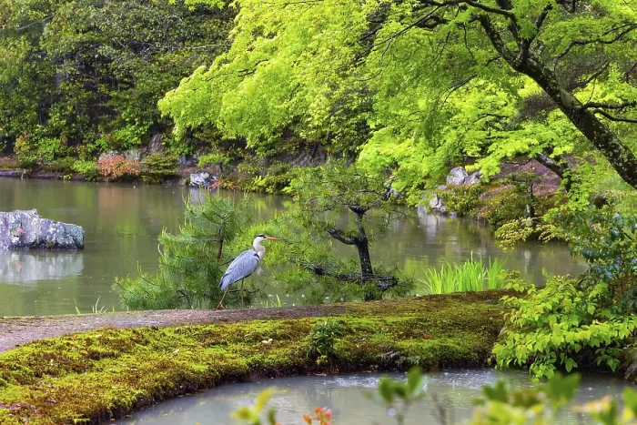 Framed Print : Kinkaku-ji, the Golden Pavilion