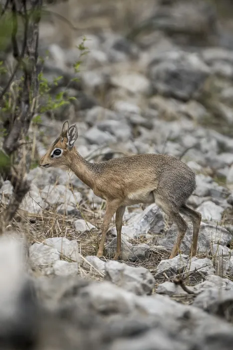 Framed Print : Kirk dikdik or kirk's dik-dik (Madoqua kirkii)