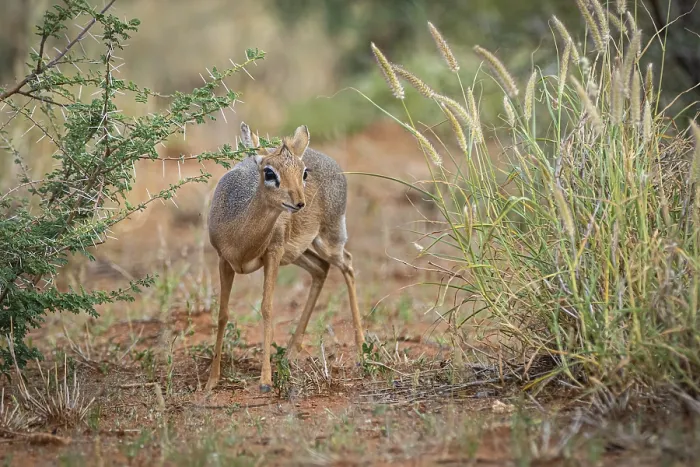 Framed Print : Kirk-Dikdik (Madoqua kirkii) in Namibia Framed Print : Kirk-Dikdik (Madoqua kirkii) in Namibia