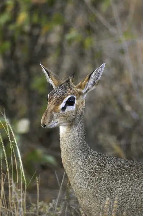 Framed Print : Kirk's Dik Dik (madoqua kirkii) Framed Print : Kirk's Dik Dik (madoqua kirkii)