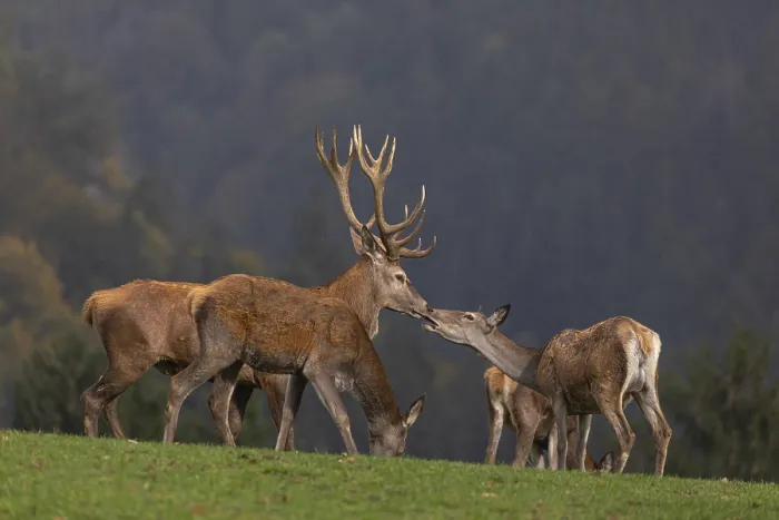 Framed Print : The kiss. One Red Deer stag (Cervus elaphus) and a doe kissing each other Framed Print : The kiss. One Red Deer stag (Cervus elaphus) and a doe kissing each other